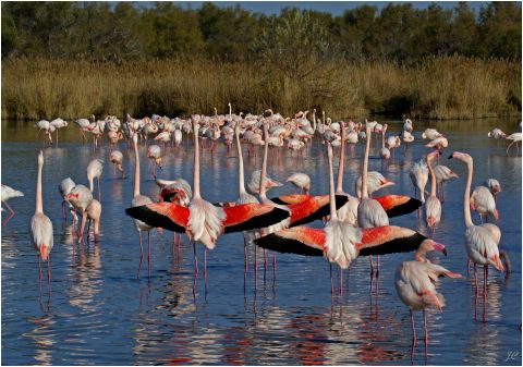 France Saintes-Marie-de-la-Mer, Camargue